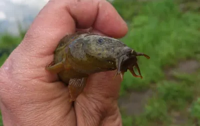 ВЬЮН АМУРСКИЙ (Misgurnus anguillicaudatus) » Домашний аквариум