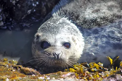 Обои морской заяц, тихий, океан, лед, снег, голубой, вода, туризм, Bearded  Seal, Arctic, Pacific, Ocean, Hudson Bay, ice, blue, white, water, tourism,  Животные #1340