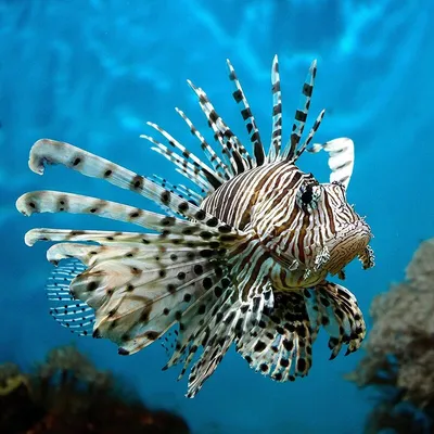 Pterois volitans | Крылатка-зебра, или рыба-зебра, или полос… | Flickr