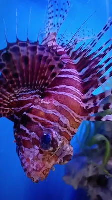 Рыба-зебра (Pterois volitans)