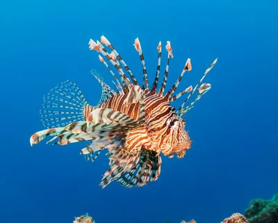 Рыба-зебра (Pterois volitans) - YouTube