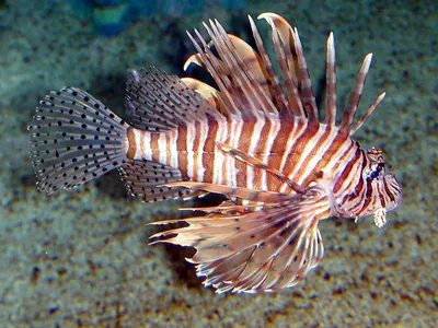 Рыбы Крылатка-зебра-зебры, или зебры, или Striped Lat крылатка-зебры  Volitans Pterois рыбы семьи скорпиона Стоковое Фото - изображение  насчитывающей бак, риф: 143273870