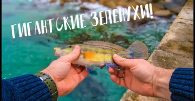 Мой блог. Крым: Зеленушки, очень много зеленушек…. 4 октября 2016 г.  Рыболовный блог