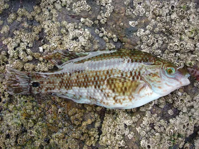 Рыба зеленуха в черном море - 82 фото