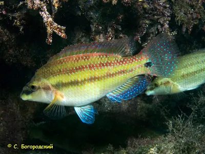 Рыбы вод Украины / Зеленушка носатая (Symphodus rostratus (Bloch, 1791))