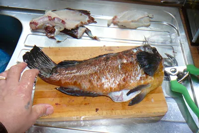 Новороссийских рыбаков порадовали экзотические уловы