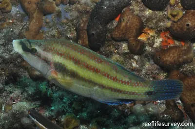 Рыба с радужными глазами🌈🫨🐟🐡 Рыбы Чёрного моря. Зеленушка, Рулёна,  Лапина. Symphodus tinca - YouTube