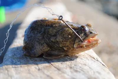 Рыба-лягушка - бесформенное создание и не лягушка вовсе | Animalia | Дзен