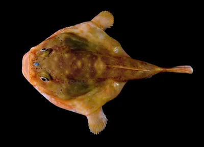 D2U club - Глубоководная рыба жаба Chaunacops coloratus ... - YouTube