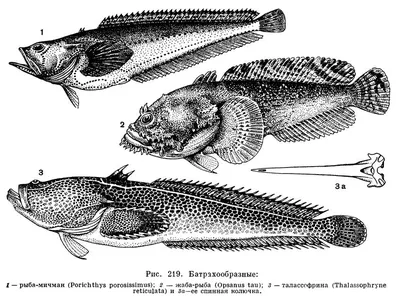 Antennarius pictus. WYSIWYG. Удильщик. Рыба-жаба. - MaxReef