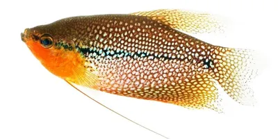 Жемчужный Гурами - Trichopodus leerii - Рыбки - Nano Fish