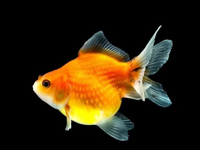 Жемчужная рыба (66 фото) - красивые фото и картинки pofoto.club