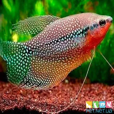 Природа и животные - Жемчужная рыба 1, NATURE_2713 | 3D модель для ЧПУ  станка