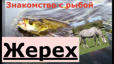 Жерех холодного копчения 750 гр. (книжка) в в/у “Подарок из Астрахани” –  Родом из Астрахани