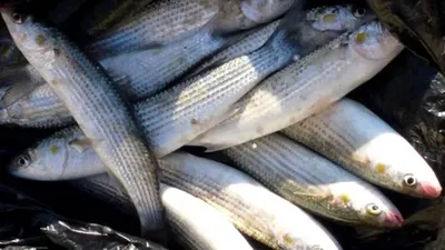 Почему азовская рыба в Херсонской области дороже импортной | | Последние  новости - Kherson.life