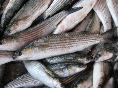 Рыбалка на базе отдыха | Цены отдыха с рыбалкой в Брянске - Журавка