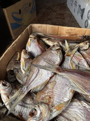 🐟 Купить кефаль в Челябинске, цена рыбы за 1 кг от 290 руб -  интернет-магазин Дикоед