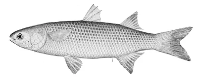 Aзовская рыбка