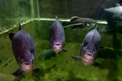 Часть 7. Пресноводные рыбы всего мира - Севастопольский аквариум