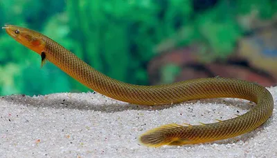 Рыба змея аквариумная каламоихт - 70 фото