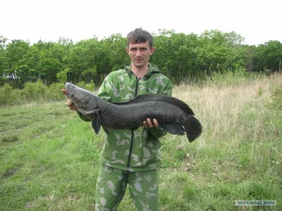 Угорь - Fishmarket - Морские рыбы