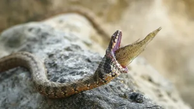 Летающие змеи и рыбы: 5 существ, которые ведут себя как птицы