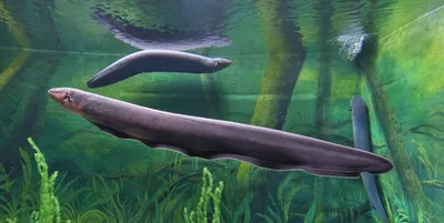Найдена древнейшая рыба с парными плавниками — предшественниками наших рук  и ног