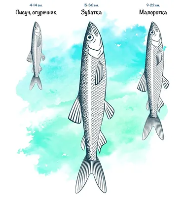 Сахалинец показал место, где клюёт зубарь размером с селёдку - Новости  Сахалинской области - astv.ru