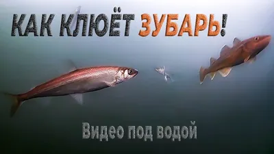 Корюшка зубарь, н/р – купить за 539 ₽ | Морепродукты Ульяновск