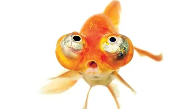 Крапчатый звездочет — одна из самых жутких рыб на земле