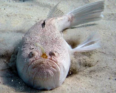 Аквариумная рыба с выпученными глазами - 77 фото