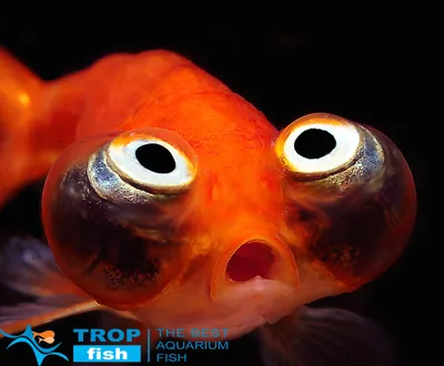 Звездочет червоний | Золоті рибки | Каталог | TropFish – Постачальник  декоративних акваріумних та ставкових риб, товарів для акваріумістики