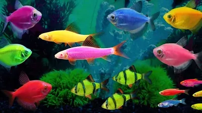 Светящиеся рыбки GloFish | виды, описание, содержание