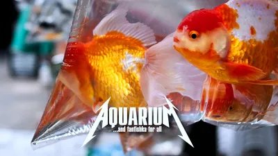 Маленькие рыбки для аквариума - Marlin Aquarium