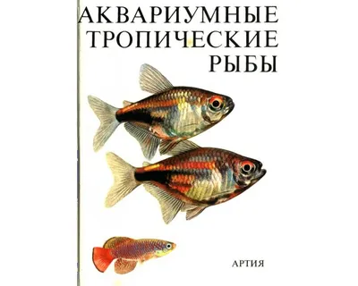 Аквариумные рыбы-ангелы – уход и содержание, описание, размножение, фото