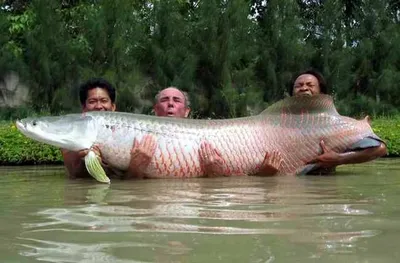 Арапайма гигантская или пираруку (лат. Arapaima gigas) – Интересные животные