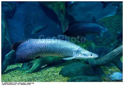 Рыбы Амазонки в большом аквариуме видеоматериал - Видео насчитывающей  трубку, больш: 102121652