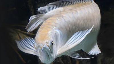 Амазонская Царь-рыба теперь живет в нашем Эколодже - Cordillera Escalera