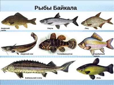 Животные озера Байкал - разнообразный растительный и животный мир