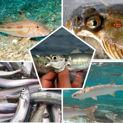Рыбы черного моря: список рыб с описаниями, фото, видео