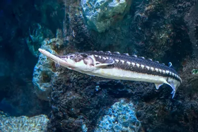 Морской дракон – опасная рыба Черного моря