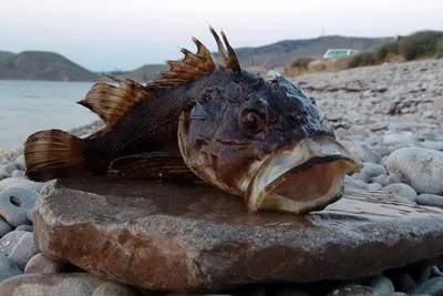 Ядовитые рыбы крымских курортов |