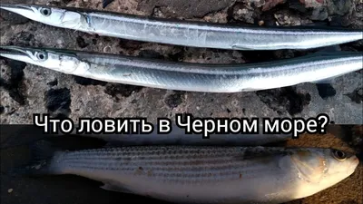 Почему мельчает рыба в море и на столах севастопольцев? | ForPost