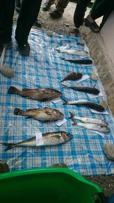 Самая большая рыба черного моря - 71 фото