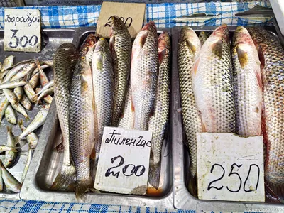 Сезон селедки и барабульки. Какую рыбу стоит пробовать в Крыму? | Кухни  мира | Кухня | Аргументы и Факты