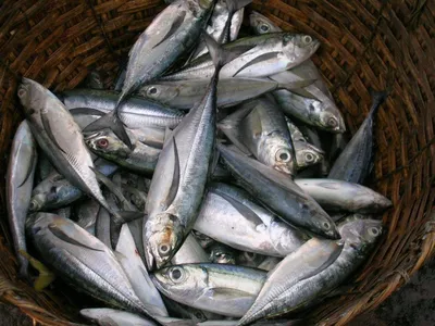 Это должен знать каждый турист! Самые ядовитые рыбы Черного моря |  Poisonous fish of the Black Sea - YouTube