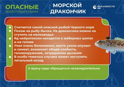 5 самых необычных обитателей Черного моря: животные, которые редко  встречаются туристам