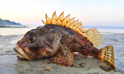 Опасно ли купаться в Черном море: взрыв Каховской ГЭС, акулы, сероводород |  «Красный Север»