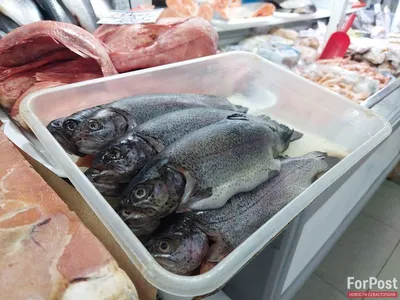 В Крыму эту рыбу надо знать в лицо, особенно рыбакам. Опасные жители чёрного  моря. | Время Есть - Крым! | Дзен