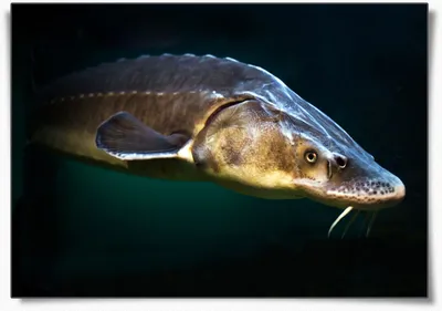 Большая и маленькая: любимая рыба Черного моря - Статьи и лайфхаки от  Деликатеска.ру